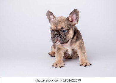 French Bulldog Puppy On White Background