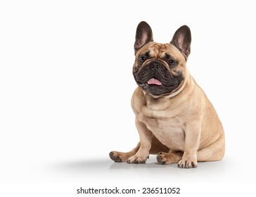 French Bulldog Puppy On White Background