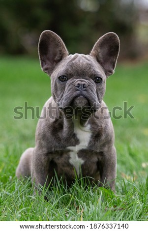 Similar – Portrait of a very young French Bulldog