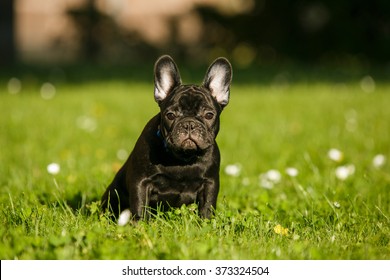 French Bulldog Puppy In The Park Sitting On The Grass
Dog For A Walk