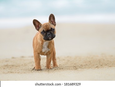 A French bulldog puppy playing at the beach