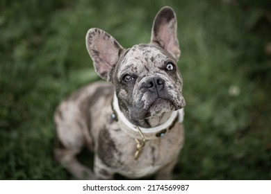 French Bulldog Puppy Playing Outside