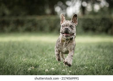 French Bulldog Puppy Playing Outside