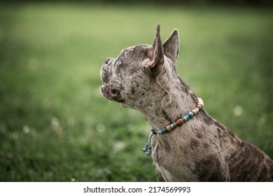 French Bulldog Puppy Playing Outside