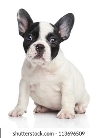 French bulldog puppy portrait on a white background