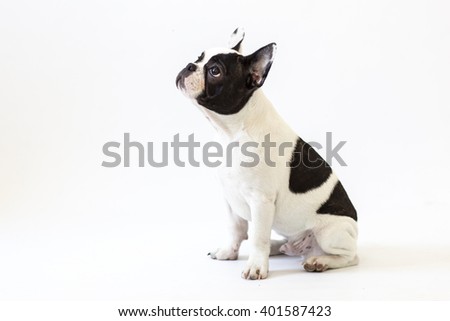 French bulldog puppy portrait over white background.French bulldog