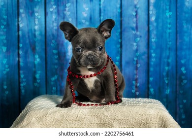 French Bulldog Puppy Red Beads