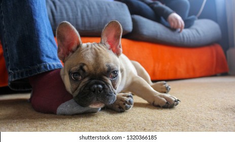 French bulldog puppy resting on owners foot