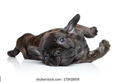 French bulldog puppy resting on white background