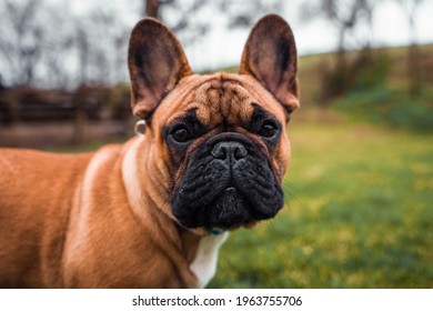 French bulldog puppy, Rocky Balboa