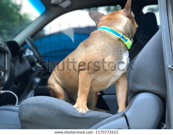 French\
bulldog puppy sit in the car seat, cute\
dog.
