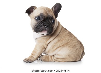 French bulldog puppy sitting on white background and looks at something 