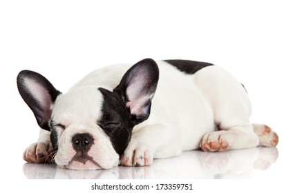 French Bulldog Puppy Sleeping.