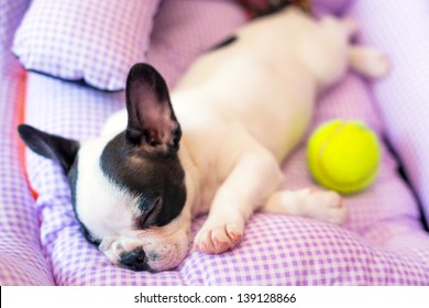 French Bulldog Puppy Sleeping In Bed