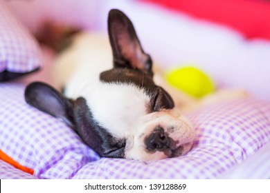 French Bulldog Puppy Sleeping In Bed