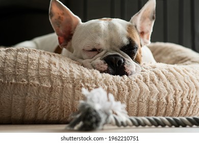 French bulldog puppy sleeping in his basket. Tired pet dog after playing with toys. - Powered by Shutterstock