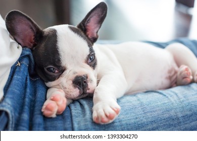 French bulldog puppy sleeping on knees