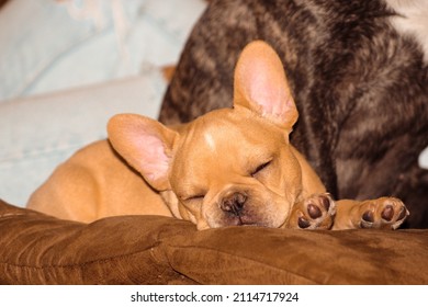 French Bulldog Puppy Sleeping On Couch