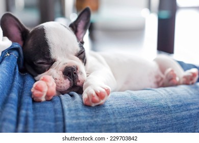 French Bulldog Puppy Sleeping On Knees