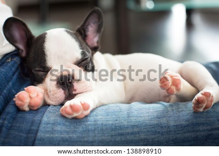 French bulldog puppy sleeping on knees