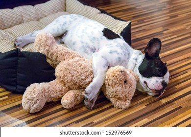 French bulldog puppy sleeping with teddy bear