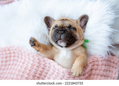 a French bulldog puppy sleeps on a blanket top view - Powered by Shutterstock