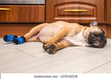 French bulldog puppy sleeps in socks