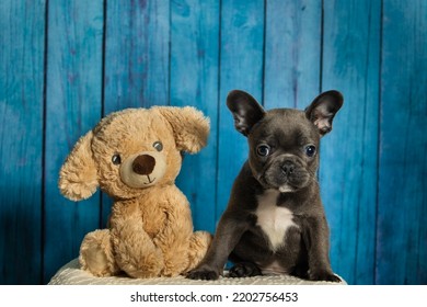 French Bulldog Puppy With Stuffed Dog