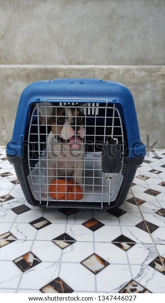 french bulldog puppy in\
travel cage 