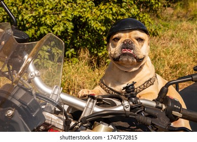 motorcycle helmet for french bulldog