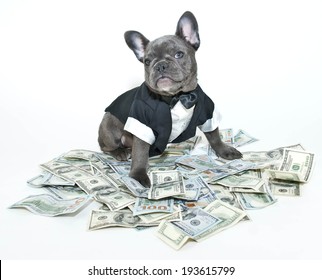 French Bulldog Puppy Wearing A Tux And Bow Tie Sitting On A Pile On One Hundred Bills.