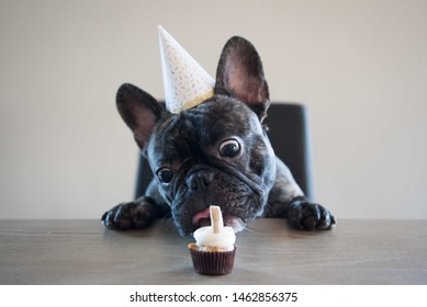 French Bulldog Puppy's First Birthday Cupcake