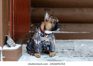 French Bulldog. A purebred hunting dog. A fighting dog watches a man. A pet. Wild animal.