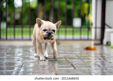 French Bulldog With Raw Hide Outdoor. Dog Snacks. Rainy Season.