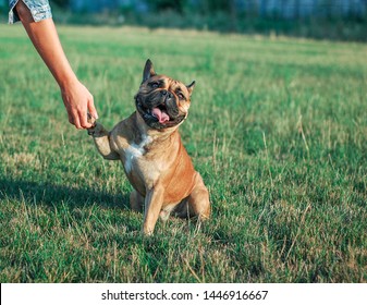 French Bulldog Redhead Shakes Hand Gives Paw To Master