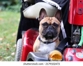 French Bulldog Riding Shotgun On Motorized Scooter