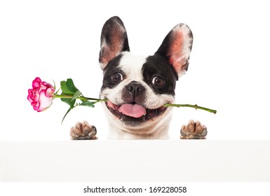 French Bulldog Rose Stock Photo 169228058 | Shutterstock