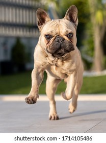 French Bulldog Running In The Garden