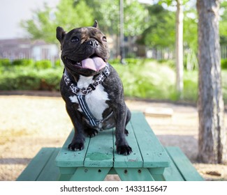 French bulldog running in the park during the hot summer