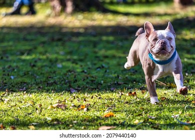 a french bulldog is running and playing in the garden, animal