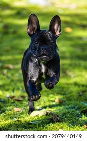a french bulldog is running and playing in the garden, animal