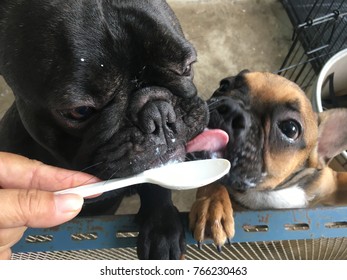 can french bulldogs eat yogurt