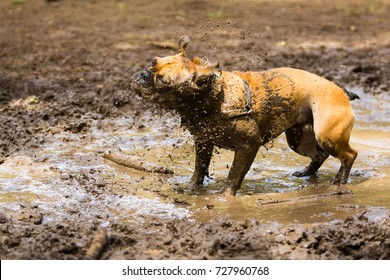 French Bulldog Shaking To Take Mud Off His Body