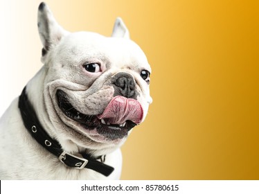 french bulldog showing the tongue against a yellow background - Powered by Shutterstock