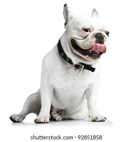 French Bulldog Showing The Tongue Over White Background