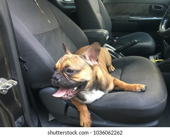 dog car seat french bulldog