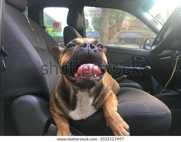 French bulldog sit in the car seat, cute\
black dog, with glare light, with lens\
flare.
