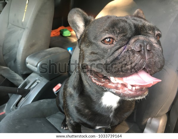 French\
bulldog sit in the car seat, cute black\
dog.