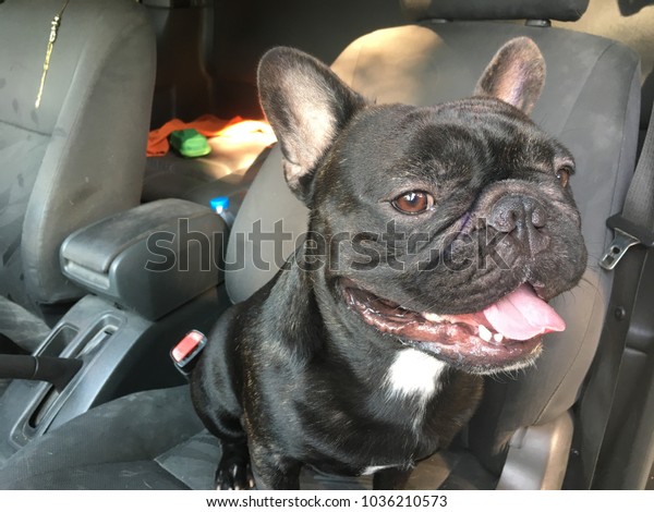 French bulldog sit in the car seat, cute black\
dog, with glare light.