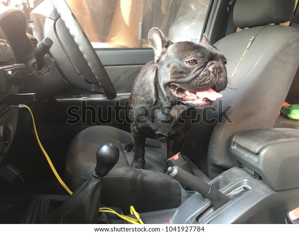 French\
bulldog sit in the car seat, cute black\
dog.